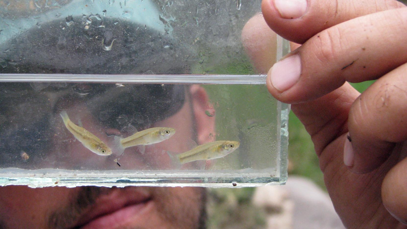 Endangered topminnow's return to Santa Cruz River in Tucson is a big step to recovery